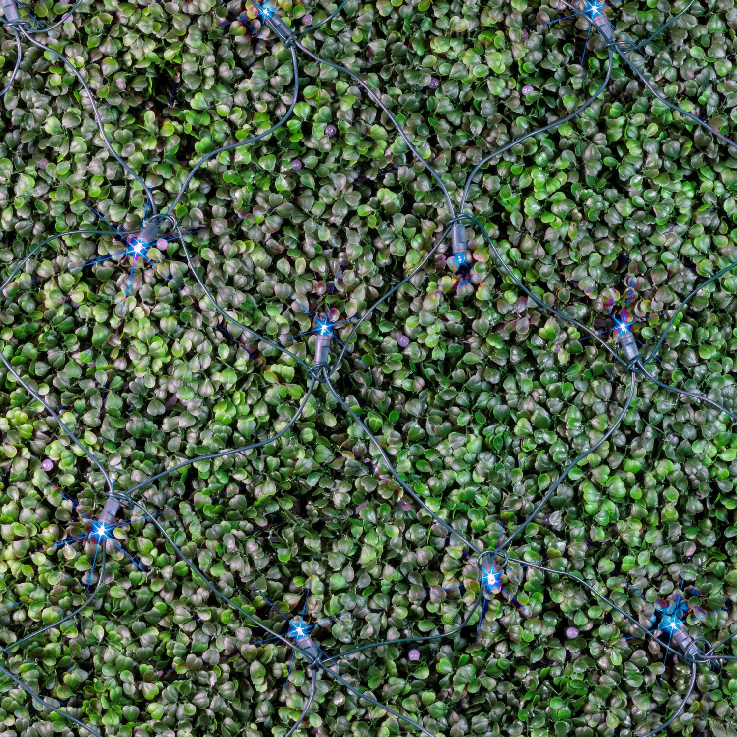 Blue LED Net Lights 4x6 Green Wire 5 Blue LED Net Lights 4x6 Green Wire - Image 5