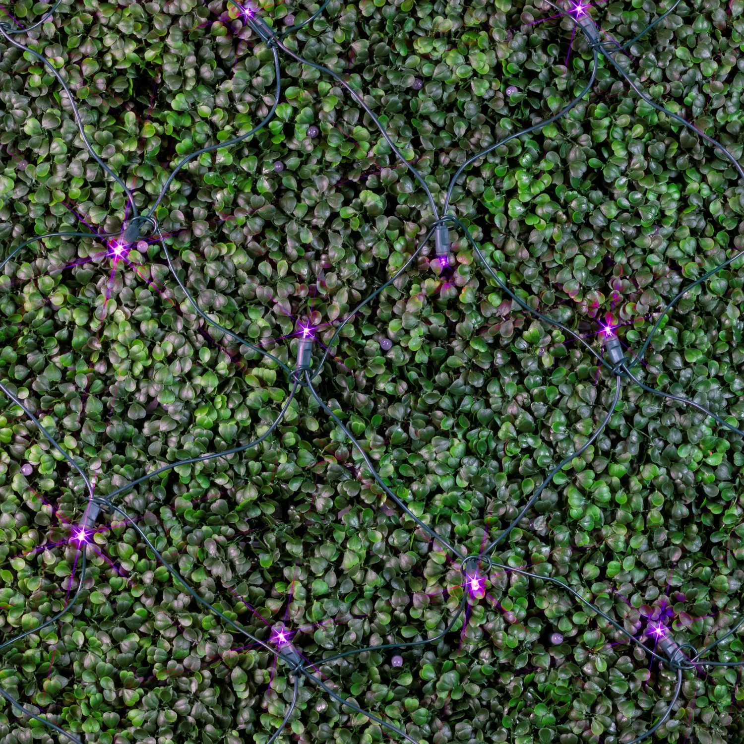 Purple LED Net Lights 4x6 Green Wire 5 Purple LED Net Lights 4x6 Green Wire - Image 5